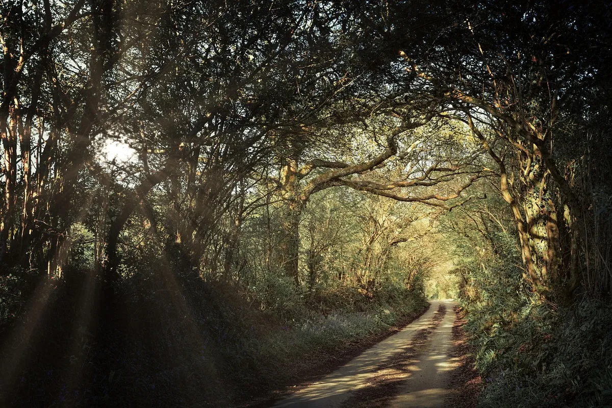 path, avenue, forest, passage, cornwall, england, trees, spring, landscape, nature, rural, united kingdom, green, goal, road, path, forest, forest, cornwall, co